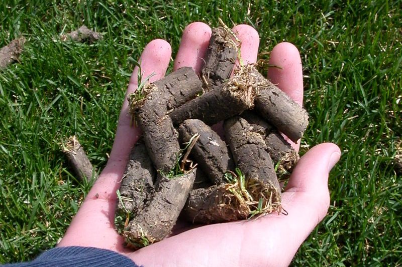 Hand holding soil cores pulled during lawn core aeration